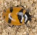 Glacial Lady Beetle
