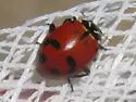 Glacial Lady Beetle - photo 2