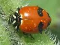 Glacial Lady Beetle - photo 3