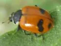 Glacial Lady Beetle - photo 4