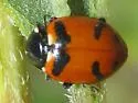 Glacial Lady Beetle - photo 5