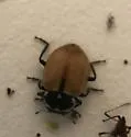 Crescent Lady Beetle