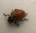 Crescent Lady Beetle - photo 2