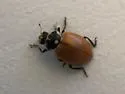Crescent Lady Beetle - photo 3