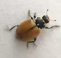 Crescent Lady Beetle - photo 4