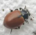 Crescent Lady Beetle - photo 5