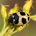 Sorrowful Lady Beetle