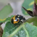 Sorrowful Lady Beetle - photo 2