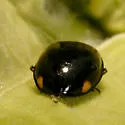 Sorrowful Lady Beetle - photo 3