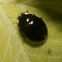 Sorrowful Lady Beetle - photo 4