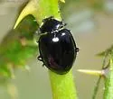 Sorrowful Lady Beetle - photo 5