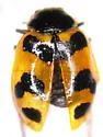 Oregon Lady Beetle