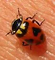 Oregon Lady Beetle - photo 2