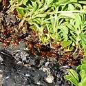 Oregon Lady Beetle - photo 3