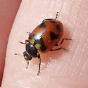 Oregon Lady Beetle - photo 4