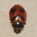 Oregon Lady Beetle - photo 5