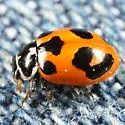 Parenthesis Lady Beetle