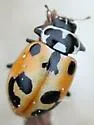 Parenthesis Lady Beetle - photo 2