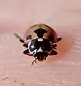 Parenthesis Lady Beetle - photo 3