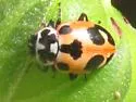 Parenthesis Lady Beetle - photo 4
