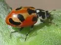Parenthesis Lady Beetle - photo 5