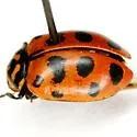 Hippodamia quindecimmaculata - photo 2