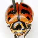 Hippodamia quindecimmaculata - photo 3