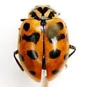 Hippodamia quindecimmaculata - photo 4