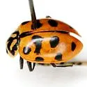 Hippodamia quindecimmaculata - photo 5