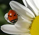 Five-spotted Lady Beetle