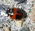 Five-spotted Lady Beetle - photo 2