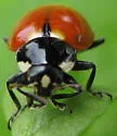 Five-spotted Lady Beetle - photo 3