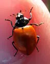 Five-spotted Lady Beetle - photo 4