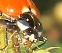 Five-spotted Lady Beetle - photo 5