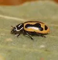 Sinuate Lady Beetle - photo 2