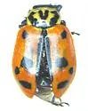 Sinuate Lady Beetle - photo 3