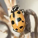 Sinuate Lady Beetle - photo 4