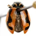 Sinuate Lady Beetle - photo 5