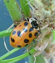 Thirteen-spotted Lady Beetle