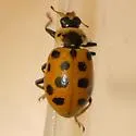 Thirteen-spotted Lady Beetle - photo 2