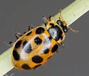Thirteen-spotted Lady Beetle - photo 3