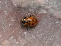 Thirteen-spotted Lady Beetle - photo 4