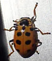 Thirteen-spotted Lady Beetle - photo 5