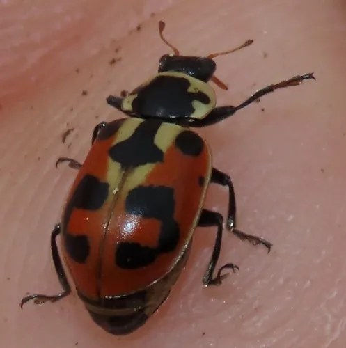 Washington's Lady Beetle - Hippodamia washingtoni