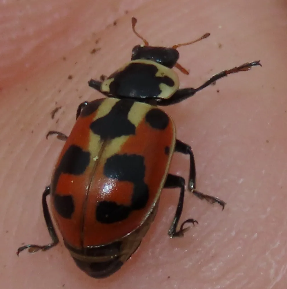 Washington's Lady Beetle - photo 2