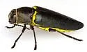 Hippomelas parkeri