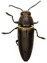 Hippomelas parkeri - photo 2