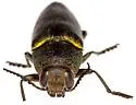 Hippomelas parkeri - photo 3
