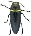 Hippomelas parkeri - photo 4