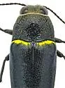 Hippomelas parkeri - photo 5